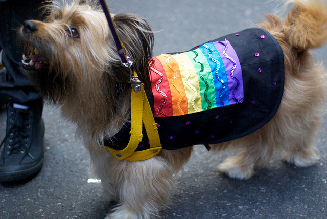 Rainbow pride doggy