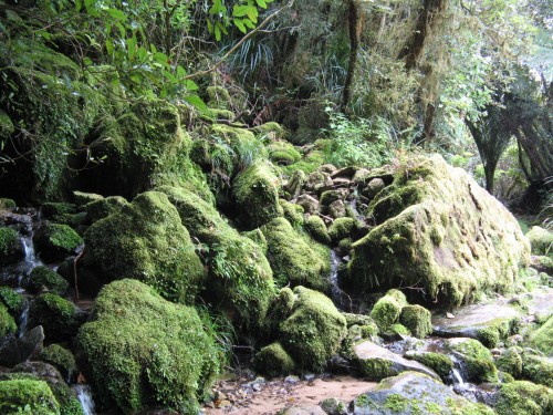 West Coast New Zealand 1